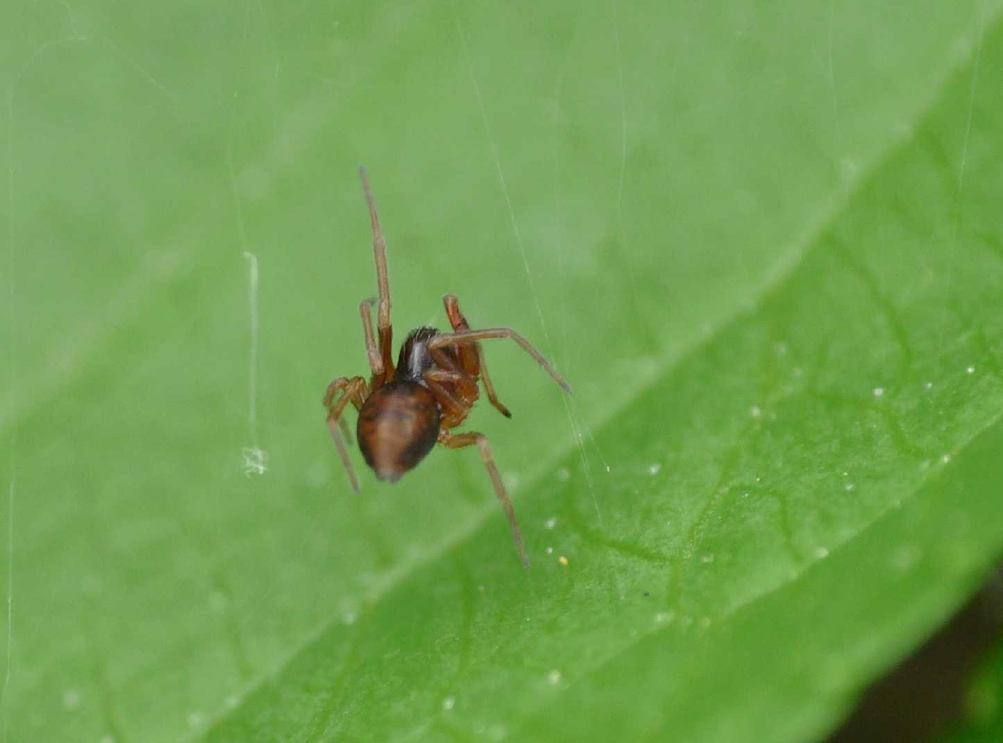 Coppia di Dictyna sp. con afide